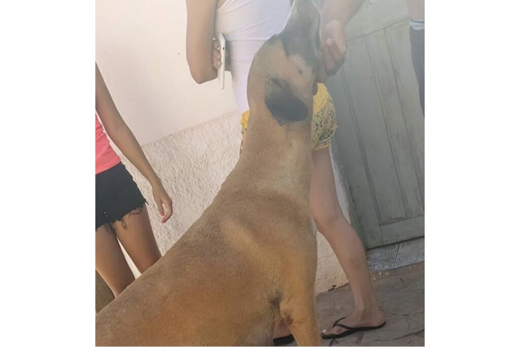 Filhotes de cachorro são queimados vivos no bairro Passagem das Pedras em Picos