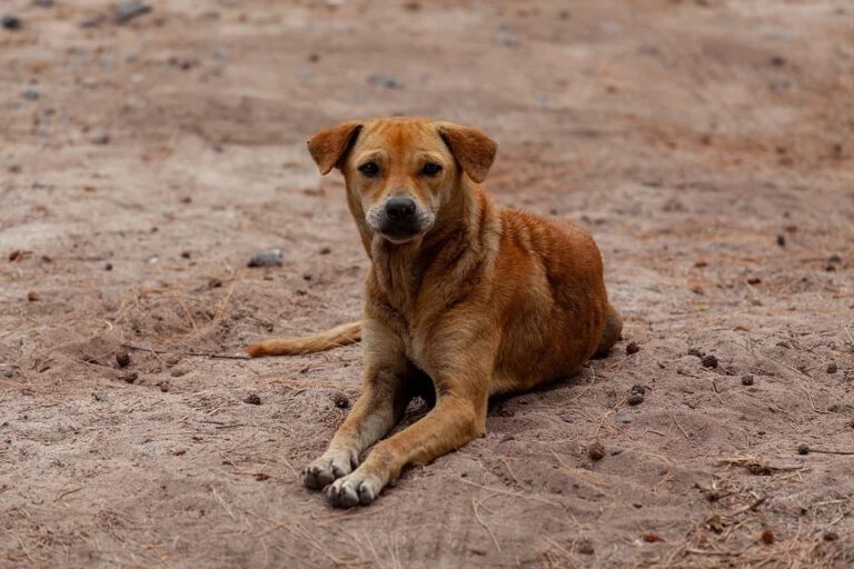 Número de animais abandonados em Picos aumenta durante a pandemia do coronavírus