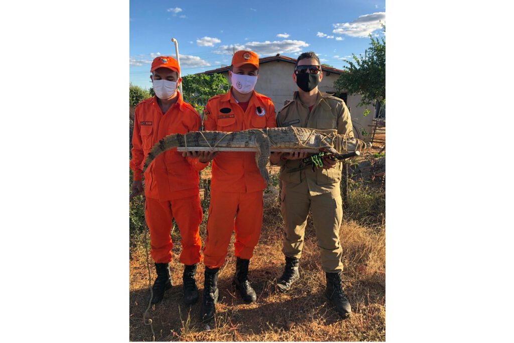 Corpo de Bombeiros resgata jacaré no bairro Paraibinha em Picos