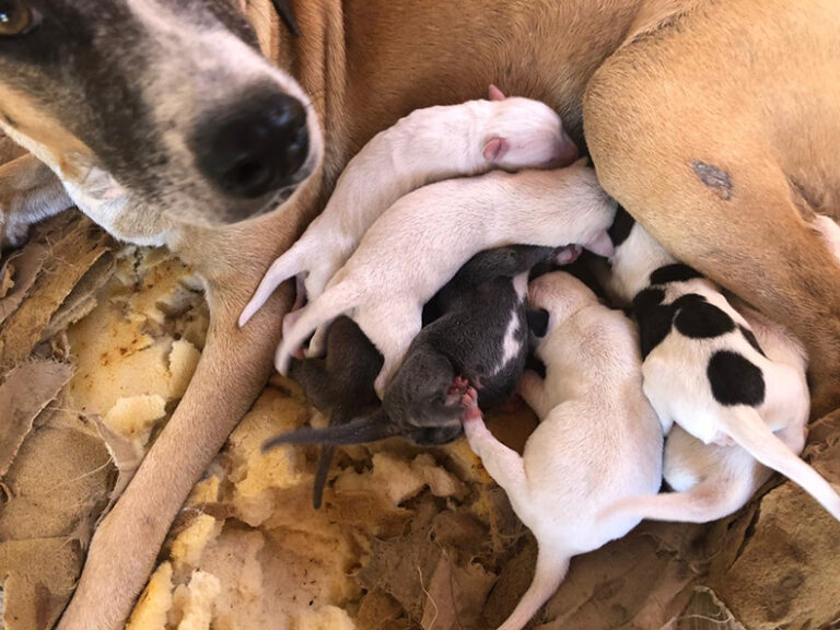 Autoridades e entidades se manifestam sobre a morte dos cães em Picos e cobram respostas