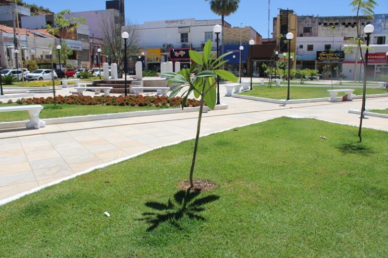 Árvores da Praça Félix Pacheco podem proporcionar sombra em dois anos