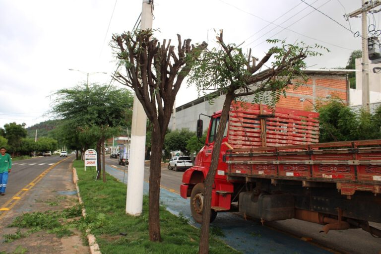 Secretaria de Defesa Civil de Picos dá sequência à poda das árvores mesmo com críticas