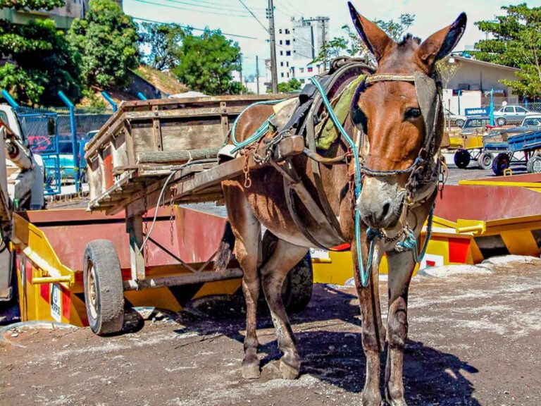Polícia Civil abre inquérito para investigar maus-tratos contra animais em Francisco Santos