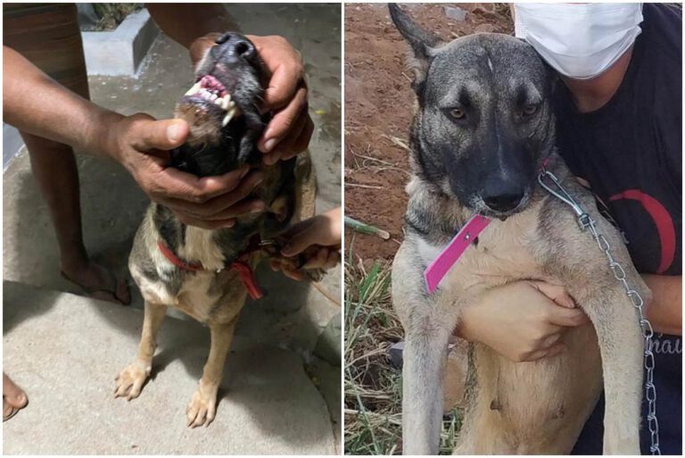 Picos: homem é preso após quebrar dentes de animal de estimação