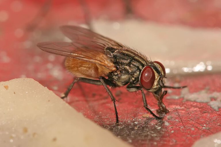 Especialista em epidemiologia explica o surgimento do grande número de moscas nesse período do ano