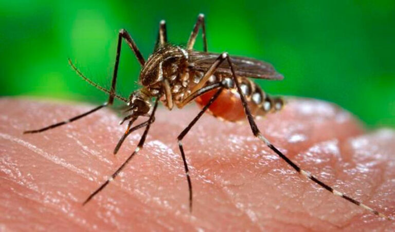 Piauí registra aumento de 765% nos casos de dengue e 5.417% em chikungunya