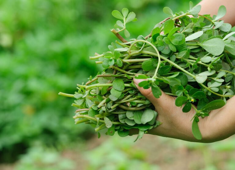 Já ouviu falar das Plantas Alimentícias Não Convencionais (PANCs)? Professora do IFPI de Picos informa o que são