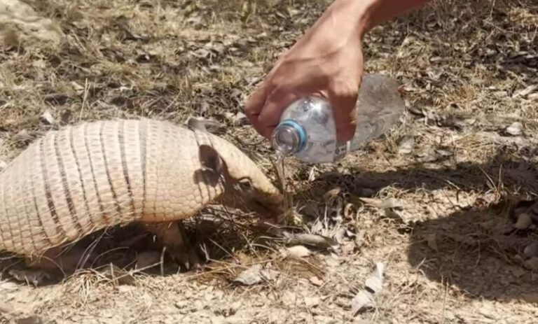 Tatu-peba se refresca com água mineral em meio à caatinga no Piauí