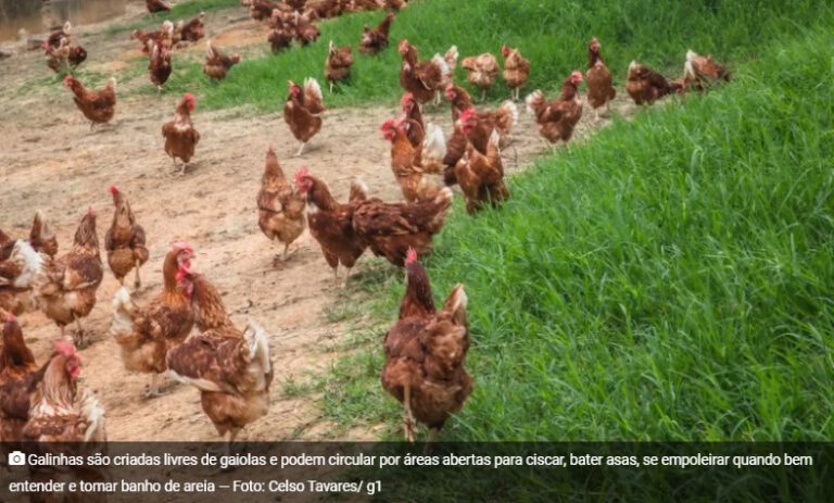 Piauí tem 4 vezes mais galinha do que pessoas, aponta IBGE