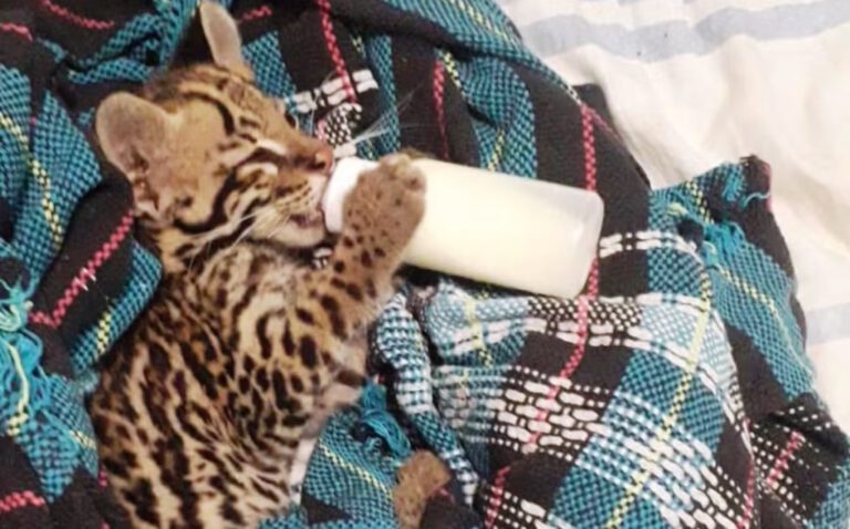 No Piauí, família confunde jaguatirica com gato e cuida de animal por um ano