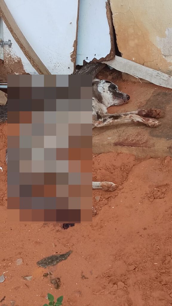 APAPI denúncia morte de cachorro a facadas em Picos