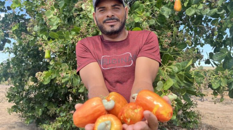Com aumento na produção de caju, Piauí tem a 2ª maior área plantada no Brasil