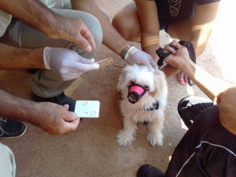 Secretaria Municipal de Saúde realizará Campanha de Vacinação Antirrábica Animal