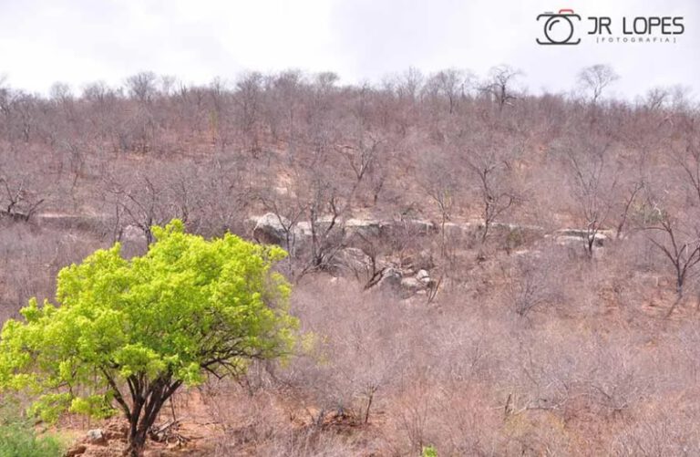 Em 35 anos, Caatinga já perdeu 35% de sua vegetação nativa