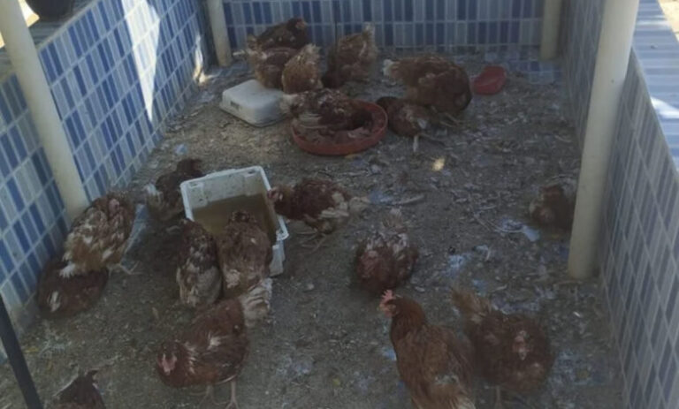 Homem é preso por maus-tratos após galinhas mortas serem encontradas em Sussuapara