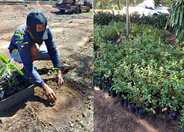 Projeto planta árvores na estação de tratamento de esgoto em Picos